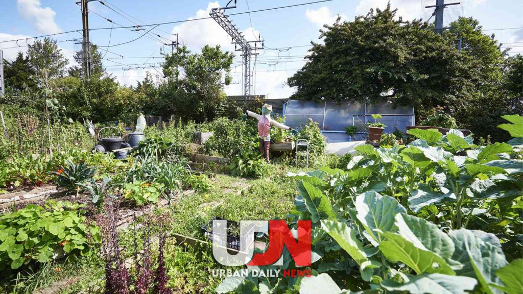 www.l-andvineyards.com - Urban Farming: Program Stroberi Diluncurkan di Semarang. Pada Kamis (15/8), Pemkot Semarang memulai uji coba program makan siang bergizi di SDN Ngaliyan 01. Program ini sekaligus menjadi peluncuran inisiatif Stroberi. Stroberi adalah singkatan dari Strategi Pemberian Makan Siang untuk Perbaikan Gizi dan Pencegahan Kegemukan. Ini merupakan langkah konkret Pemkot untuk meningkatkan kualitas gizi anak sekolah melalui urban farming.

Solusi Urban Farming untuk Makan Siang Bergizi

Wali Kota Semarang, Hevearita Gunaryanti Rahayu (Mbak Ita), menyatakan program ini mendukung inisiatif makan siang bergizi dari Presiden dan Wakil Presiden terpilih. "Kami mengusung pendekatan baru. Bahan makanan berasal dari urban farming di Semarang," ungkap Mbak Ita.

Selain itu, ini dipercaya memberikan banyak manfaat. Selain meningkatkan gizi anak-anak, urban farming juga memperkuat ketahanan pangan, mengendalikan inflasi, dan mendukung ekonomi masyarakat.

Kolaborasi dan Keterlibatan Masyarakat

Selanjutnya dalam program ini, siswa SDN Ngaliyan 01 menikmati makanan bergizi dari Edufarm Park dan UMKM setempat. Masakan di siapkan oleh Tim PKK dan ibu-ibu KWT. Menu disusun oleh tim gizi Dinas Kesehatan Kota Semarang.

Mbak Ita juga akan meluncurkan buku resep Stroberi. Buku ini akan berisi menu dari siswa SD dan SMP, pemenang lomba Jambore Petani Cilik. Menu tersebut telah di sesuaikan dengan kebutuhan gizi anak-anak.

Kreativitas Anak dalam Memasak Makanan Sehat

Program ini melibatkan siswa dari lima SD dan enam SMP di Semarang. Mereka berpartisipasi memasak makanan sehat dari hasil urban farming di sekolah. Menu uji coba termasuk nasi gurih, omelet sayur, sup tahu jamur, dan kimbap telur lele. Menu ini tidak hanya lezat, tetapi juga bertujuan menumbuhkan kesadaran anak-anak akan pentingnya makanan sehat.

Keunggulan Urban Farming

Jadi keunggulan urban farming adalah bahan makanan yang lebih segar dan biaya yang lebih hemat. "Bahan-bahan segar langsung di petik, di masak, dan di sajikan. Ini juga lebih ekonomis di bandingkan membeli di pasar," kata Mbak Ita.

Selain itu, program Stroberi di harapkan menjadi contoh bagi seluruh Semarang. Ini juga sebagai persiapan program nasional makan siang bergizi yang akan di luncurkan pada Oktober mendatang.

Edufarm Park, yang di resmikan pada April 2023, menjadi pusat edukasi di Ngaliyan. Selanjutnya warga di perkenalkan pada berbagai teknik pertanian modern, seperti hidroponik dan budidaya lele.

Program Stroberi mencerminkan komitmen Kota Semarang dalam menciptakan lingkungan sehat dan berkelanjutan melalui inovasi di bidang pangan.