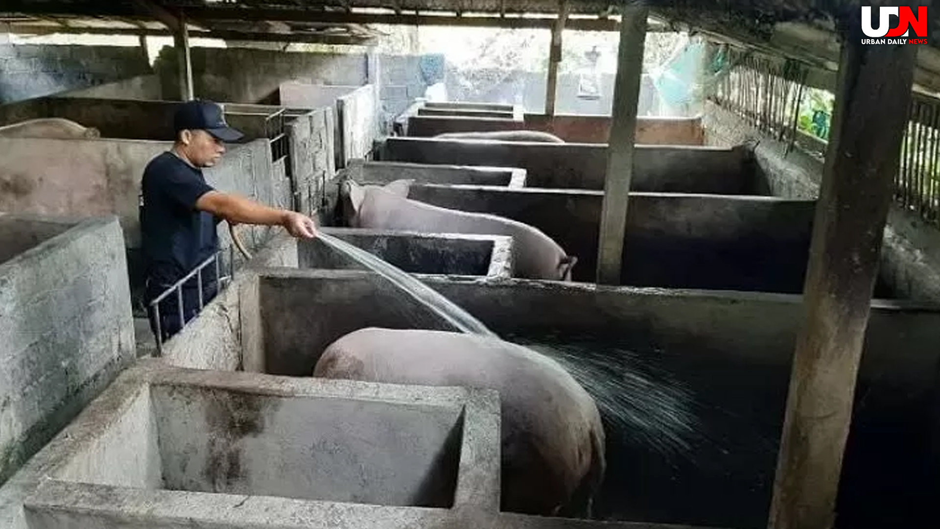 Kematian Ternak Babi di Sikka: Akta Fenomena Aneh Menyebar